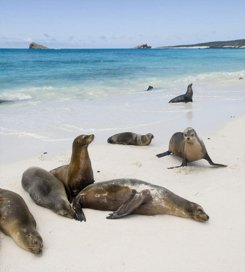 ABAKUHAUS Ecuador Bettbezugs Set Für Doppelbetten, Galapagos-Insel Sea Lions, Milbensicher Allergike