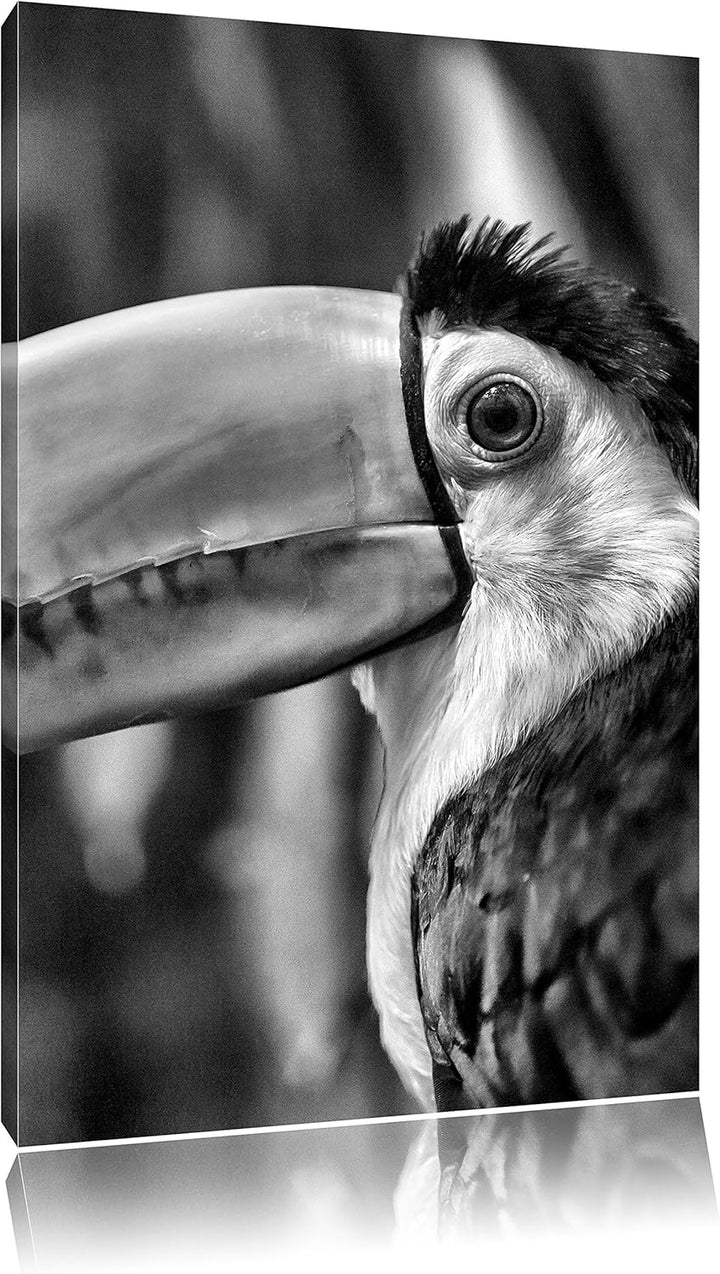 Monocrome, schöner Tukan, Format: 100x70 auf Leinwand, XXL riesige Bilder fertig gerahmt mit Keilrah