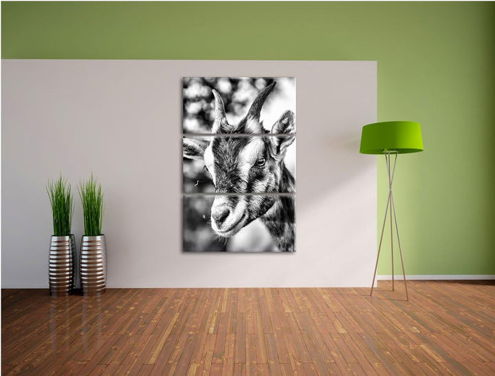 Pixxprint Niedliche Ziege als Leinwandbild/Grösse: 3 Teilig (120x80) cm/Wandbild/Kunstdruck/fertig b
