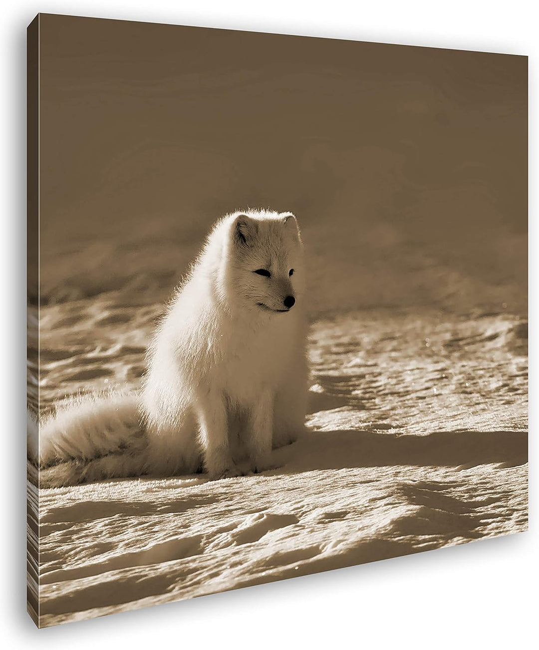 deyoli Arktischer Polarfuchs Format: 70x70 Effekt: Sepia als Leinwandbild, Motiv auf Echtholzrahmen,