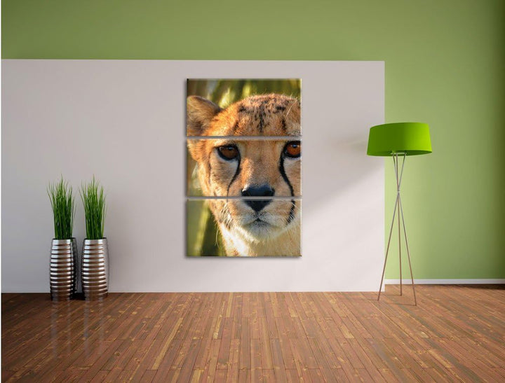 Pixxprint junger Gepard im Dschungel als Leinwandbild/Grösse: 3 Teilig (120x80) cm/Wandbild/Kunstdru