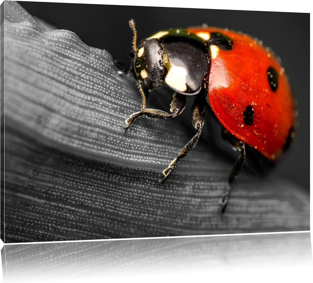 Pixxprint Marienkäfer in Detailaufnahme als Leinwandbild/Grösse: 100x70 / Wandbild/Kunstdruck/fertig