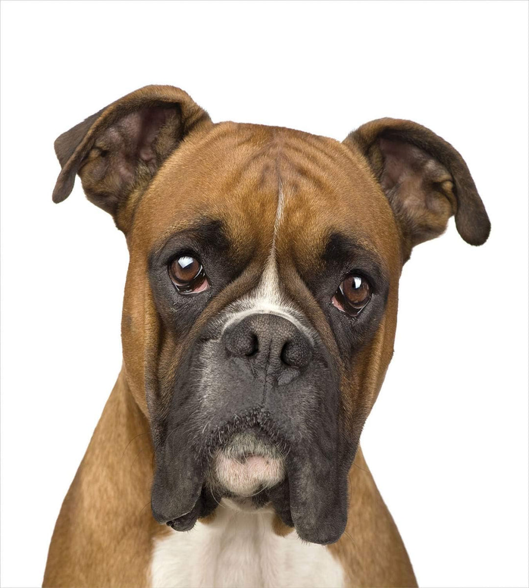 ABAKUHAUS Boxer-Hund Bettbezugs Set Für Doppelbetten, Rassehund Vorderansicht, Weicher Microfasersto