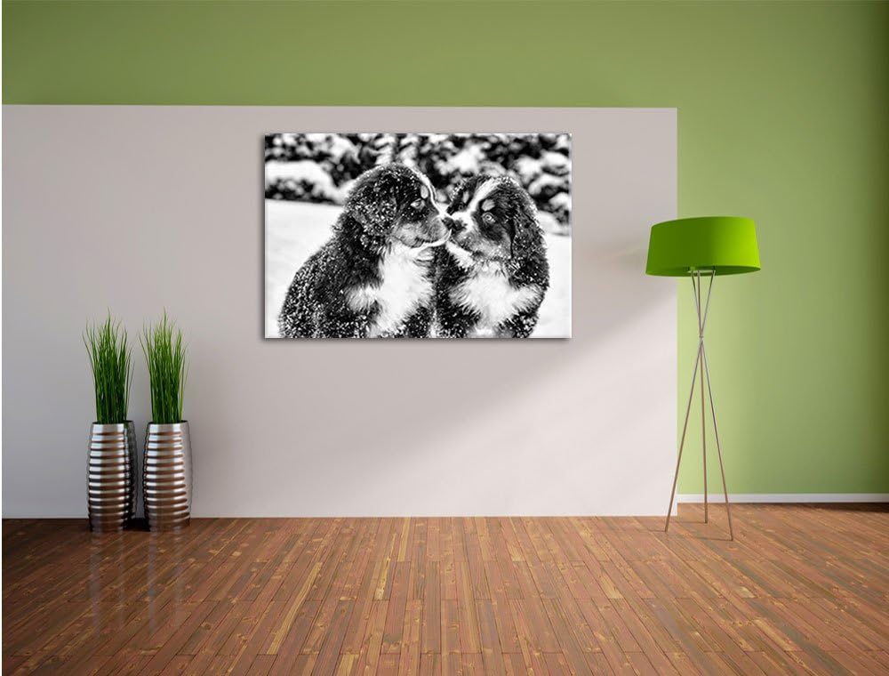 Pixxprint Bernersennen Hunde Welpen / 100x70cm Leinwandbild bespannt auf Holzrahmen/Wandbild Kunstdr