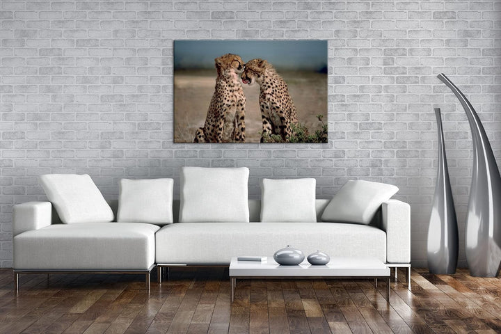 deyoli zwei süsse Geparden im Format: 80x60 als Leinwandbild, Motiv fertig gerahmt auf Echtholzrahme