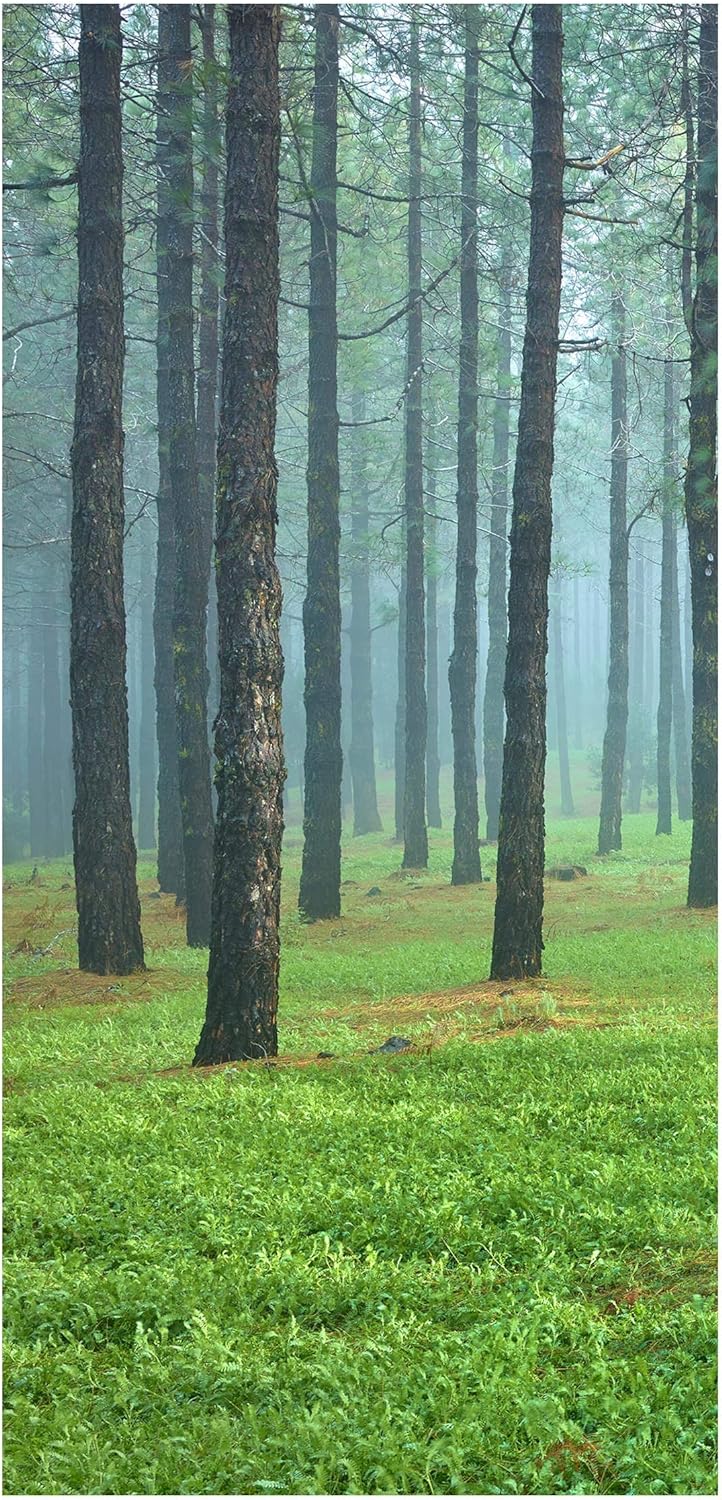 Raumteiler Tiefer Wald mit Kiefern auf La Palma 250x120cm mit transp. Halterung 250 x 120cm inkl. tr