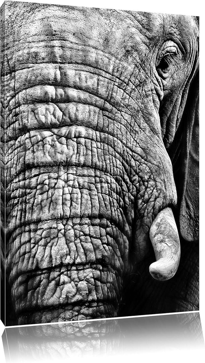 Pixxprint Elefant im Porträt als Leinwandbild | Grösse: 100x70 cm | Wandbild | Kunstdruck | fertig b