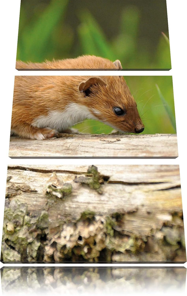 Pixxprint Fretchen auf Baumstamm 3-Teiler Leinwandbild 120x80 Bild auf Leinwand