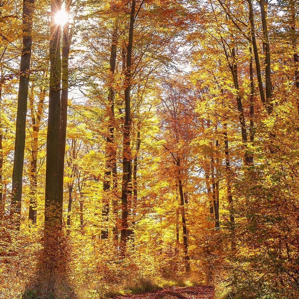 Feeby Wandbild XXL 5 Teilig Landschaft Leinwandbild Bäume Blätter Natur orange 300x140 cm Leinwandbi