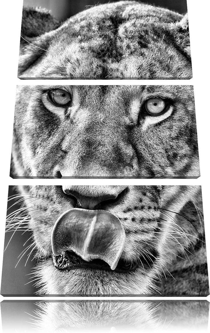 Pixxprint Monocrome, anmutige Löwin 3-Teiler Leinwandbild 120x80 Bild auf Leinwand