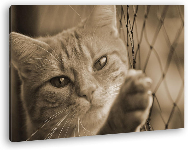 deyoli gefangene Katze Format: 80x60 Effekt: Sepia als Leinwand, Motiv fertig gerahmt auf Echtholzra