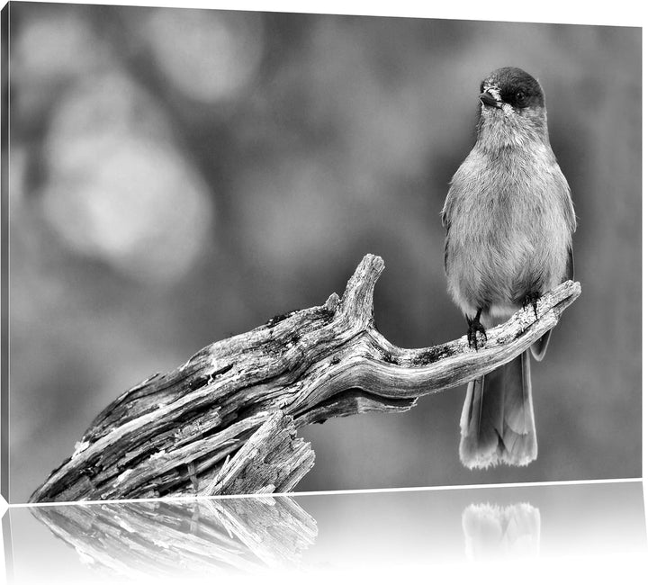 Pixxprint Monocrome, Kleiner Vogel auf AST, Format: 100x70 auf Leinwand, 100x70