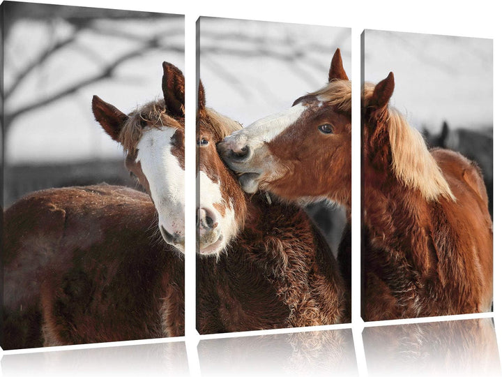 zwei braune Ponys schwarz/weiss 3-Teiler Leinwandbild 120x80 Bild auf Leinwand, XXL riesige Bilder f