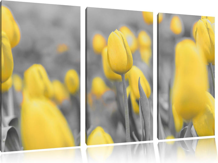 Pixxprint Gelbes Tulpenmeer schwarz/weiss 3-Teiler Leinwandbild 120x80 Bild auf Leinwand
