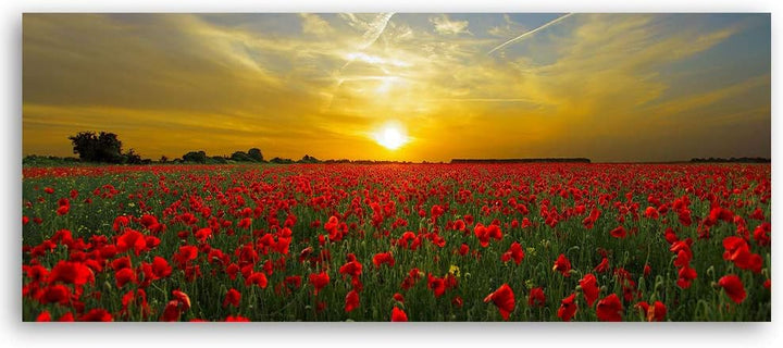 Wanddeko Mohnblumen Kunst modern Bilder Landschaft Rot 140x45 cm Deko Paneel 140x45 cm Rot_B, Deko P