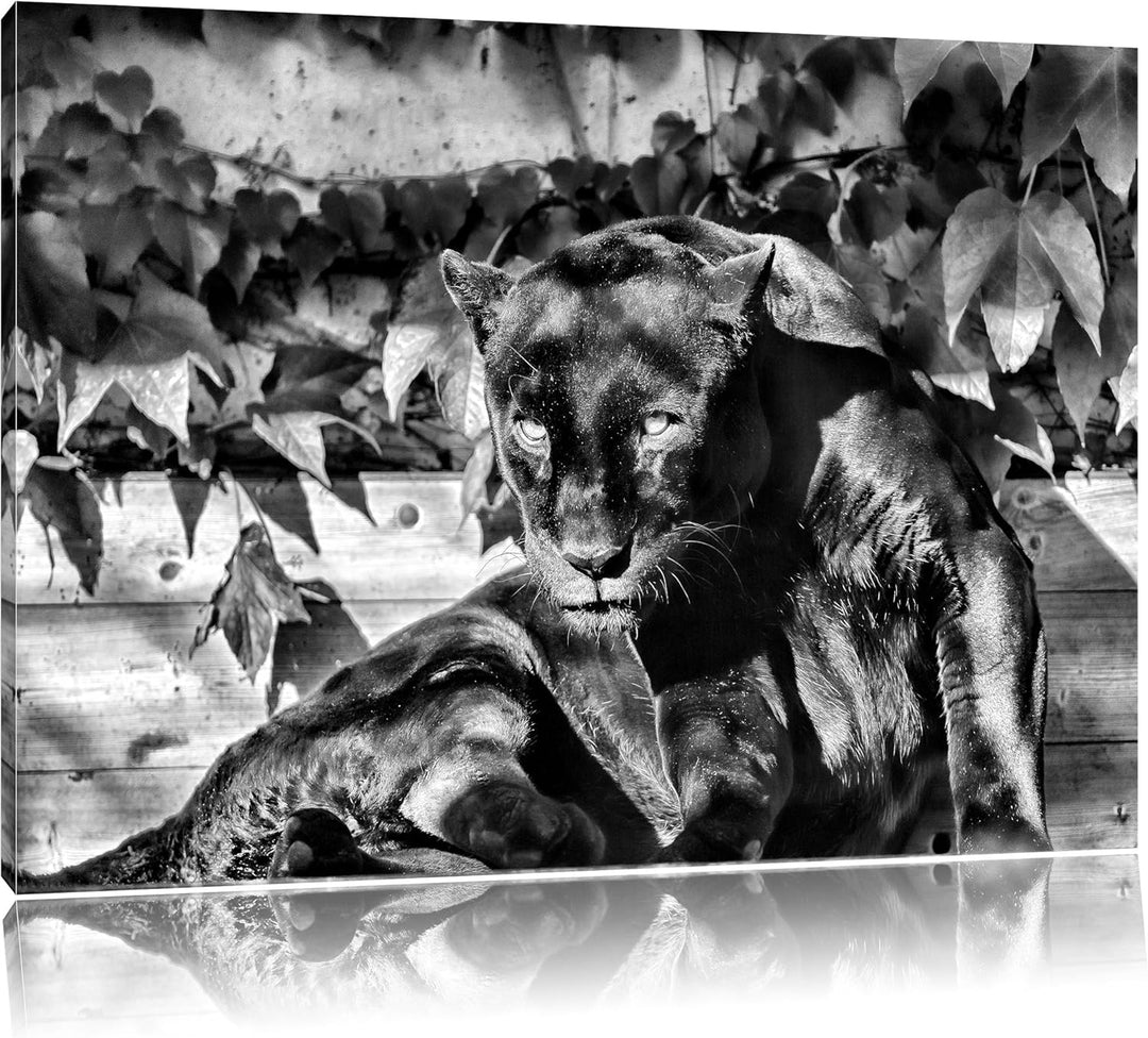 Pixxprint schwarzer Panther als Leinwandbild/Grösse: 100x70 cm/Wandbild/Kunstdruck/fertig bespannt,