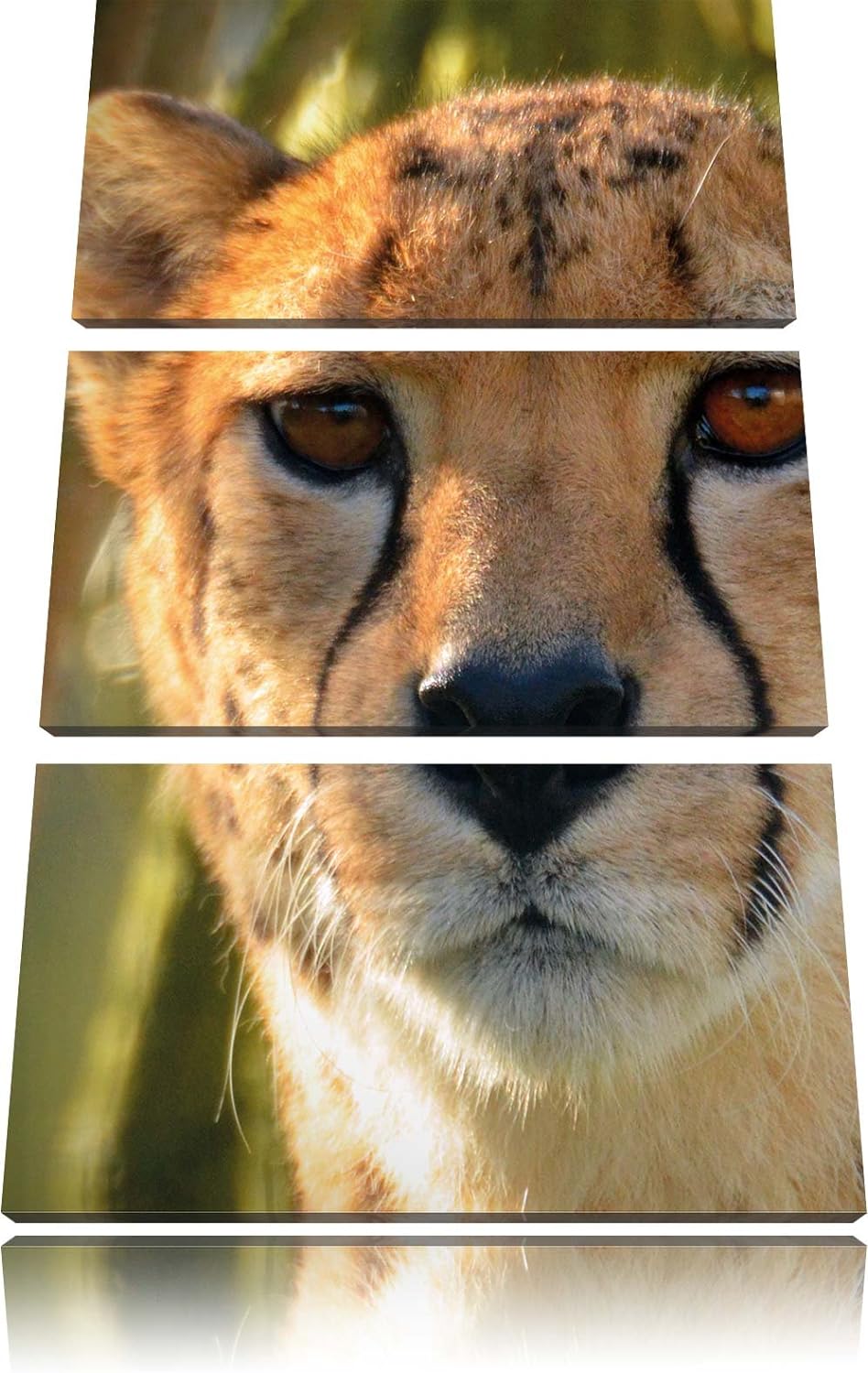 Pixxprint junger Gepard im Dschungel als Leinwandbild/Grösse: 3 Teilig (120x80) cm/Wandbild/Kunstdru