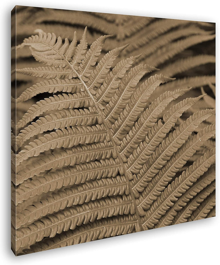 deyoli Bezaubernder Farn Format: 60x60 Effekt: Sepia als Leinwandbild, Motiv fertig gerahmt auf Echt
