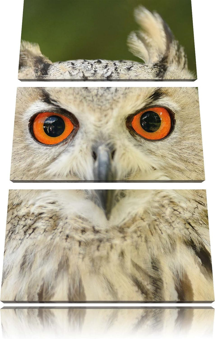 Pixxprint Eulen Kautz Orange Augen als Leinwandbild/Grösse: 3 Teilig (120x80) cm/Wandbild/Kunstdruck