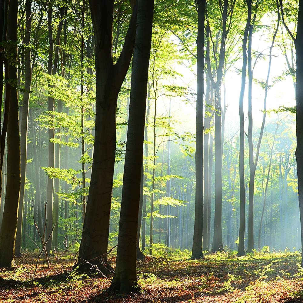 Feeby Vlies Leinwandbild Wald Natur Sonne Bäume 90x60 cm Druckbild Wandbild Wanddekoration Deko Wand