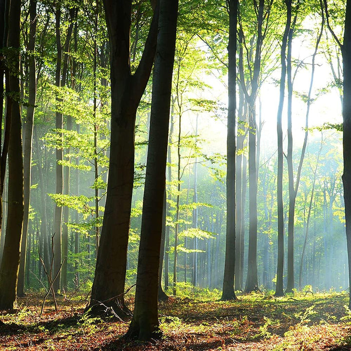 Feeby Vlies Leinwandbild Wald Natur Sonne Bäume 90x60 cm Druckbild Wandbild Wanddekoration Deko Wand