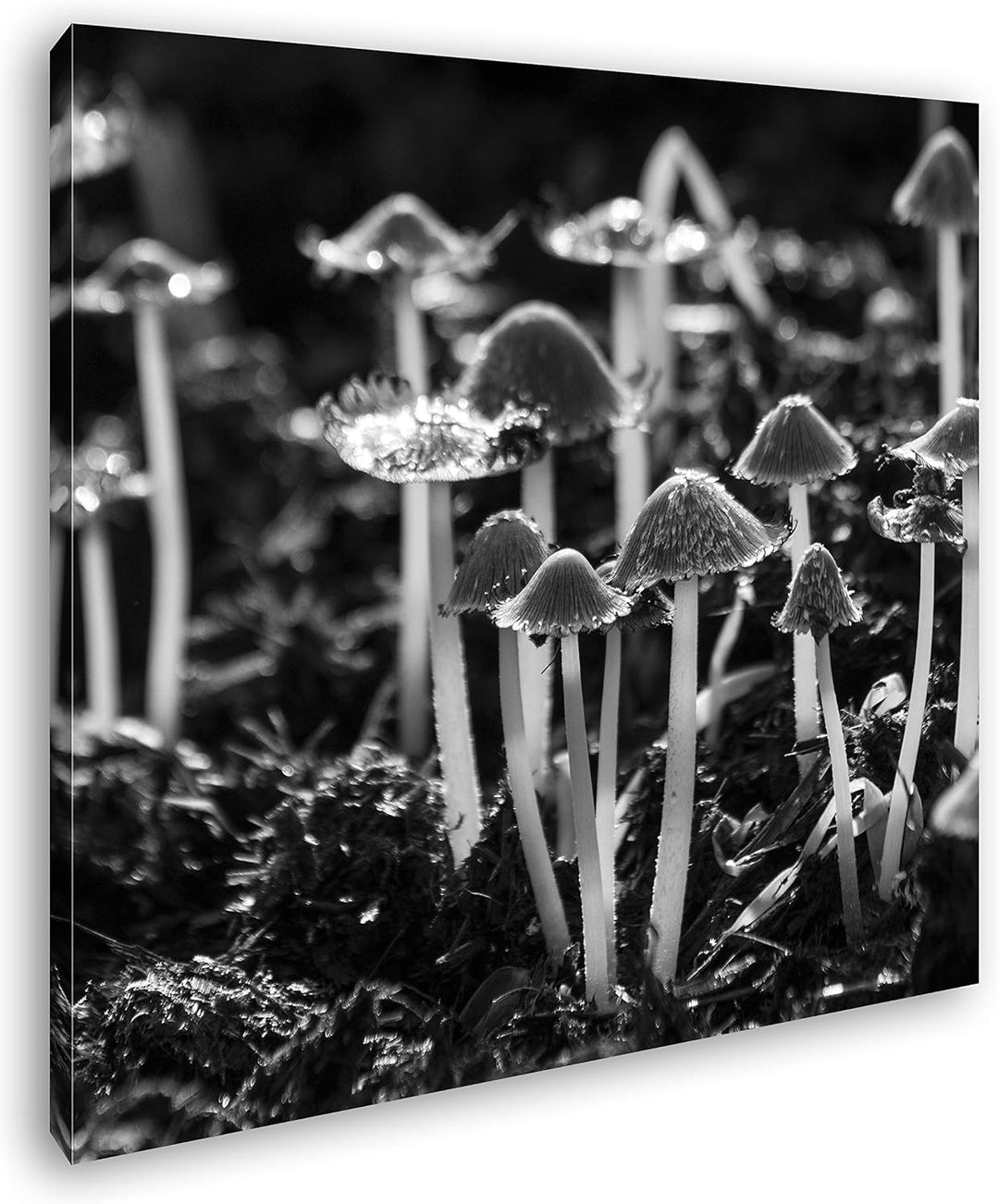 deyoli kleine graue Pilze im Wald Format: 60x60 Effekt: Schwarz&Weiss als Leinwandbild, Motiv auf Ec