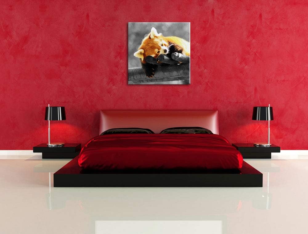 Pixxprint süsser Panda träumt schwarz/weiss, Format: 70x70 auf Leinwand, 70x70