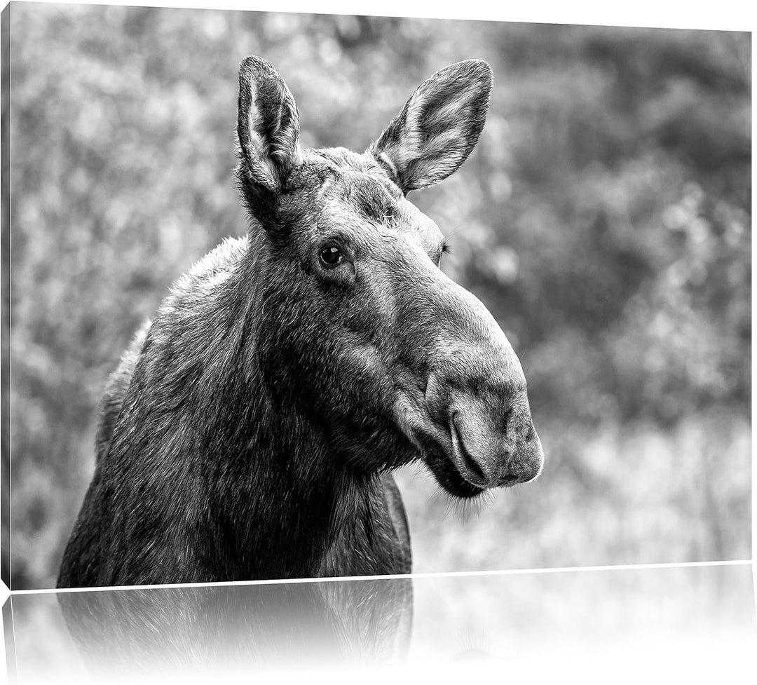 Elch im Wald Kunst B&W, Format: 100x70 auf Leinwand, XXL riesige Bilder fertig gerahmt mit Keilrahme
