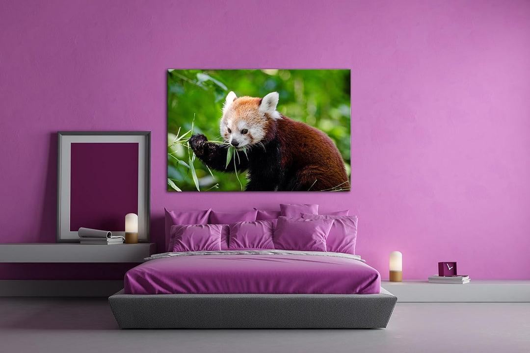 deyoli goldiger Roter Panda Format: 80x60 als Leinwandbild, Motiv fertig gerahmt auf Echtholzrahmen,