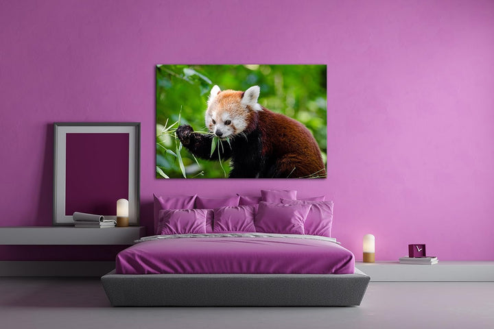 deyoli goldiger Roter Panda Format: 80x60 als Leinwandbild, Motiv fertig gerahmt auf Echtholzrahmen,