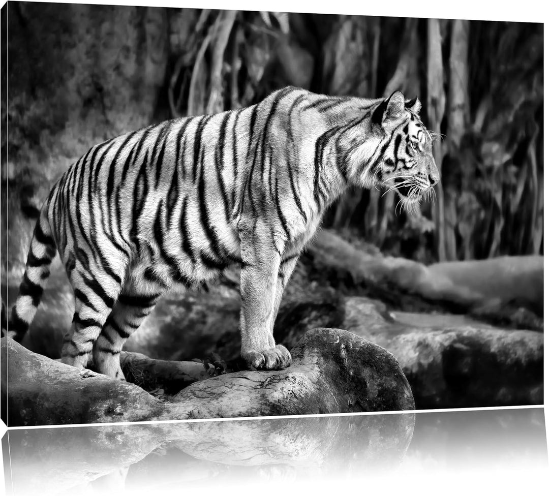 Monocrome, Tiger, Format: 100x70 auf Leinwand, XXL riesige Bilder fertig gerahmt mit Keilrahmen, Kun