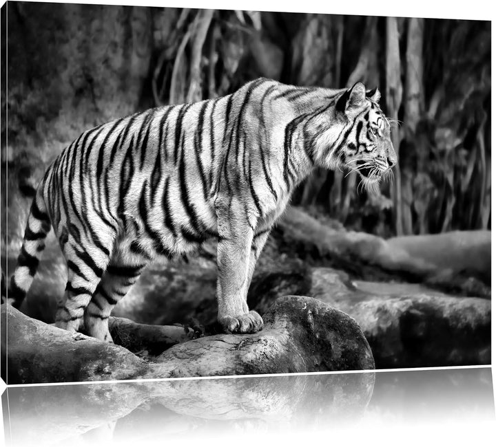 Monocrome, Tiger, Format: 100x70 auf Leinwand, XXL riesige Bilder fertig gerahmt mit Keilrahmen, Kun