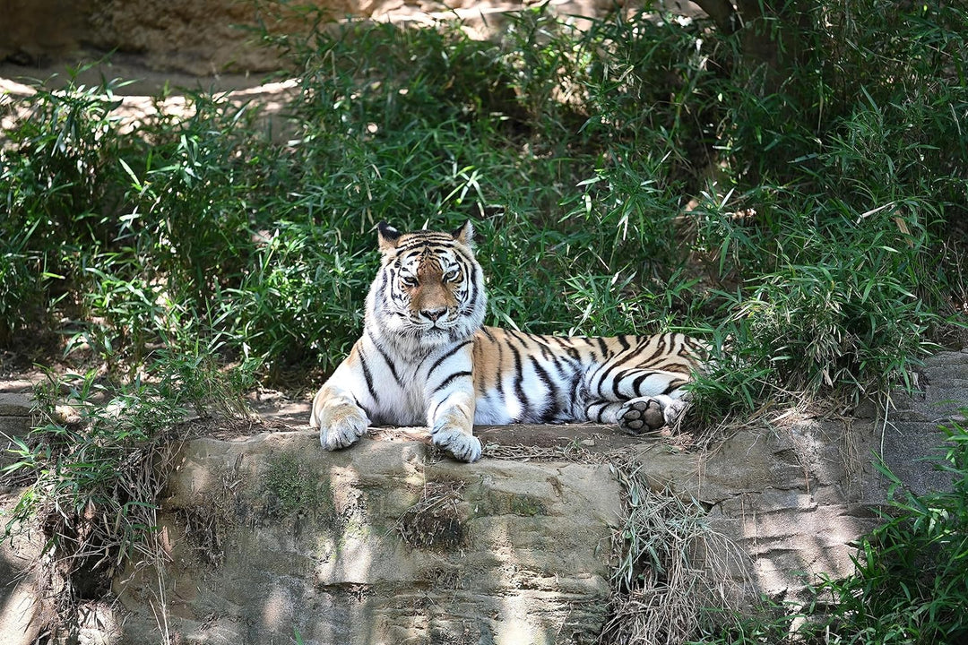 NIKON Z TELECONVERTER TC-2.0X für 2.0X Vergrösserung kompatibler Nikon Z spiegelloser Objektive und