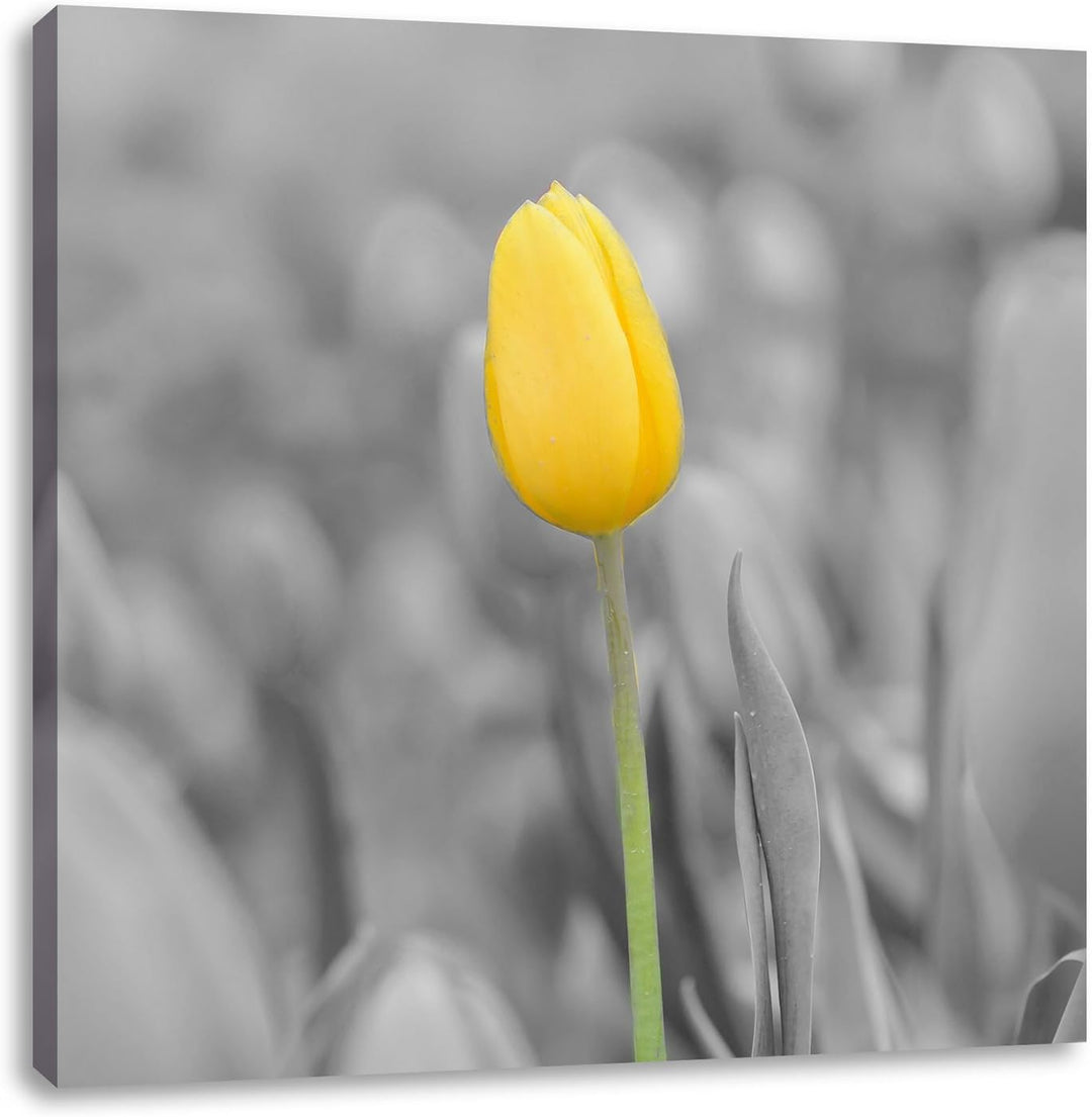 Pixxprint Gelbes Tulpenmeer als Leinwandbild | Grösse: 70x70 cm | Wandbild | Kunstdruck | fertig bes