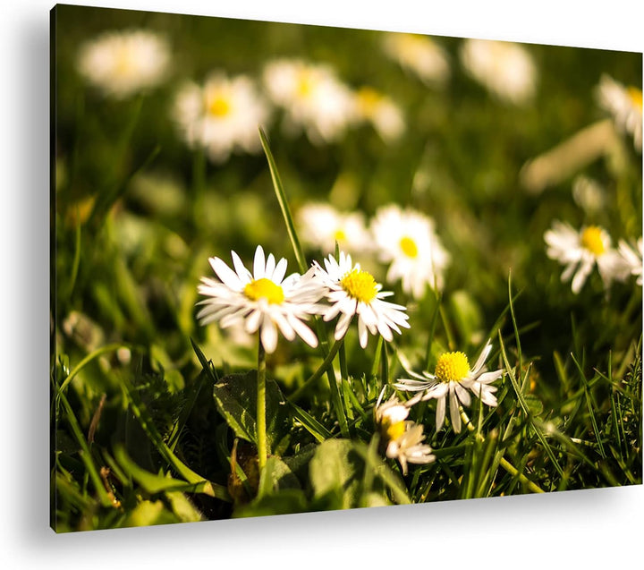 deyoli Gänseblümchen auf schöner Wiese im Format: 60x40 als Leinwandbild, Motiv fertig gerahmt auf E