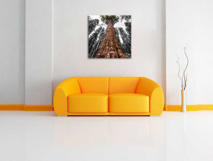 Pixxprint Riesenbaum Regenwald als Leinwandbild/Grösse: 70x70 cm/Wandbild/Kunstdruck/fertig bespannt