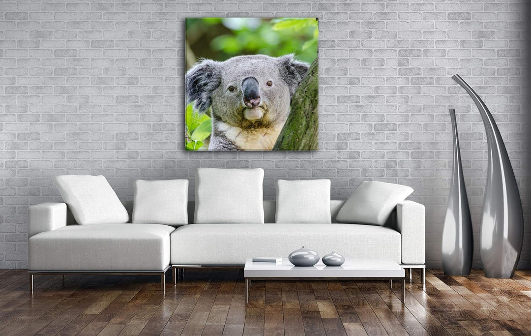 deyoli Kleiner Süsser Koala Format: 60x60 als Leinwandbild, Motiv fertig gerahmt auf Echtholzrahmen,