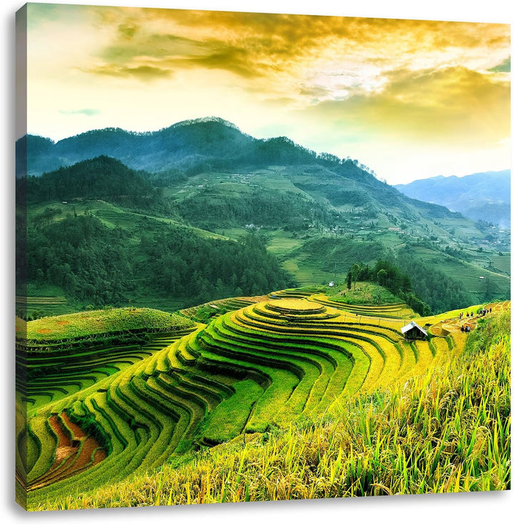 Reisfelder in Vietnam, Format: 70x70 auf Leinwand, XXL riesige Bilder fertig gerahmt mit Keilrahmen,