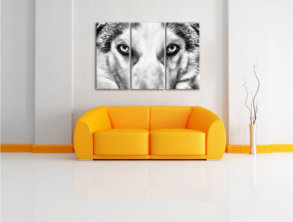 Pixxprint Husky mit Eisblauen Augen als Leinwandbild/Grösse: 3 Teilig (120x80) cm/Wandbild/Kunstdruc