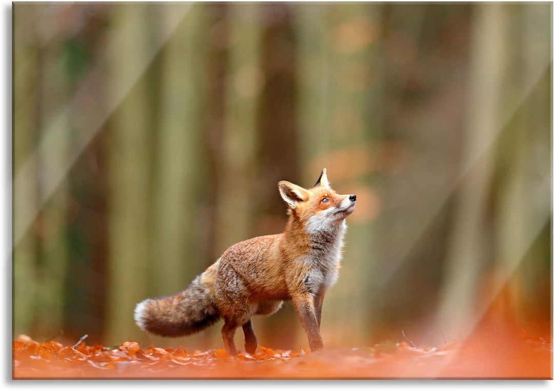 Pixxprint Glasbild | Wandbild aus Echtglas | Neugieriger Fuchs im Herbstwald | 80x60 cm | inkl. Aufh