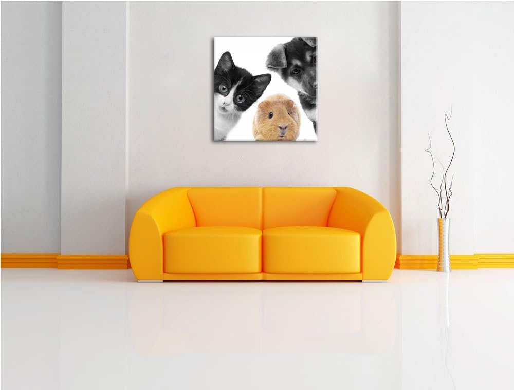 Pixxprint Trio Hund Katze Meerschweinchen als Leinwandbild Quadratisch/Grösse: 70x70 / Wandbild/Kuns