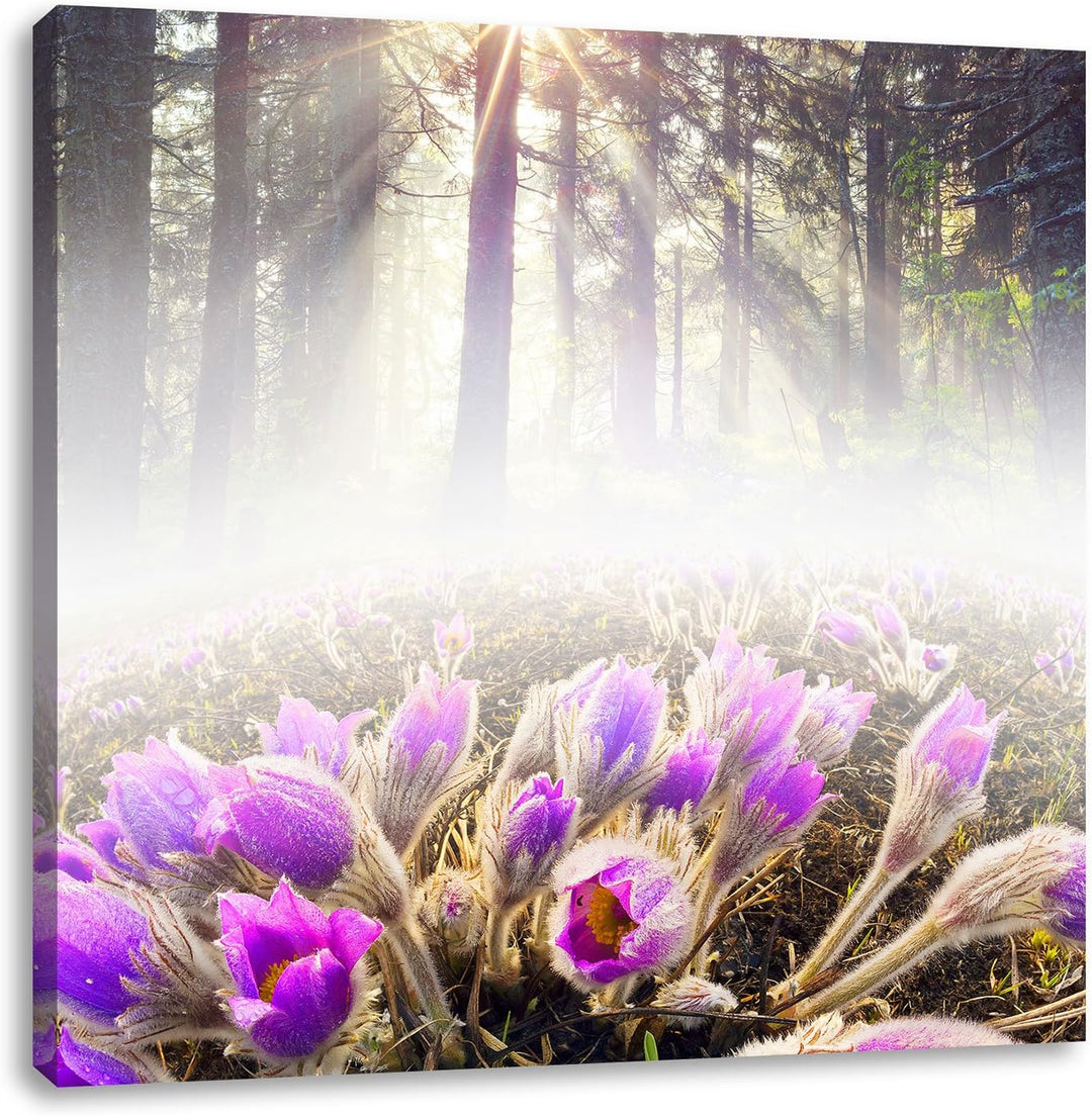 Pixxprint blühende lila Blumen im Wald, Format: 70x70 auf Leinwand, 70x70