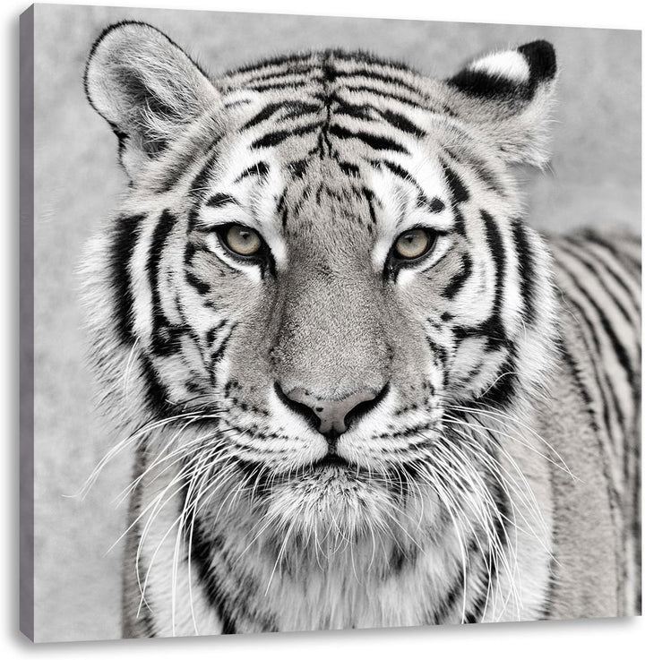 Pixxprint Anmutiger Tiger in Schwarz/Weiss, Format: 70x70 auf Leinwand, 70x70
