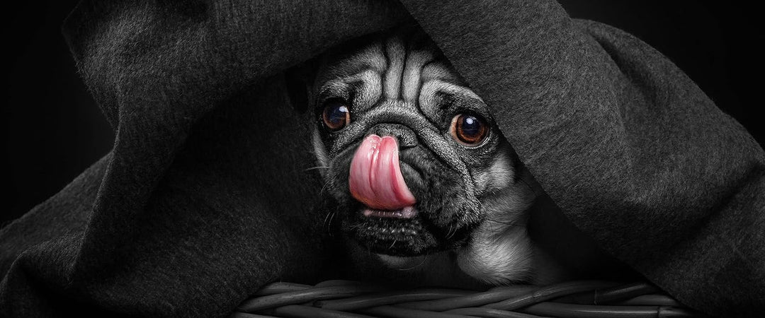 Glasbild Panorama | Wandbild aus Echtglas | Süsser Mops unter der Decke | 100x40 cm | inkl. Aufhängu