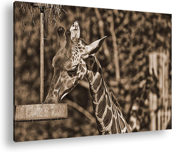 deyoli Giraffe beim Fressen Effekt: Sepia, Format: 80x60 als Leinwandbild, Motiv fertig gerahmt auf