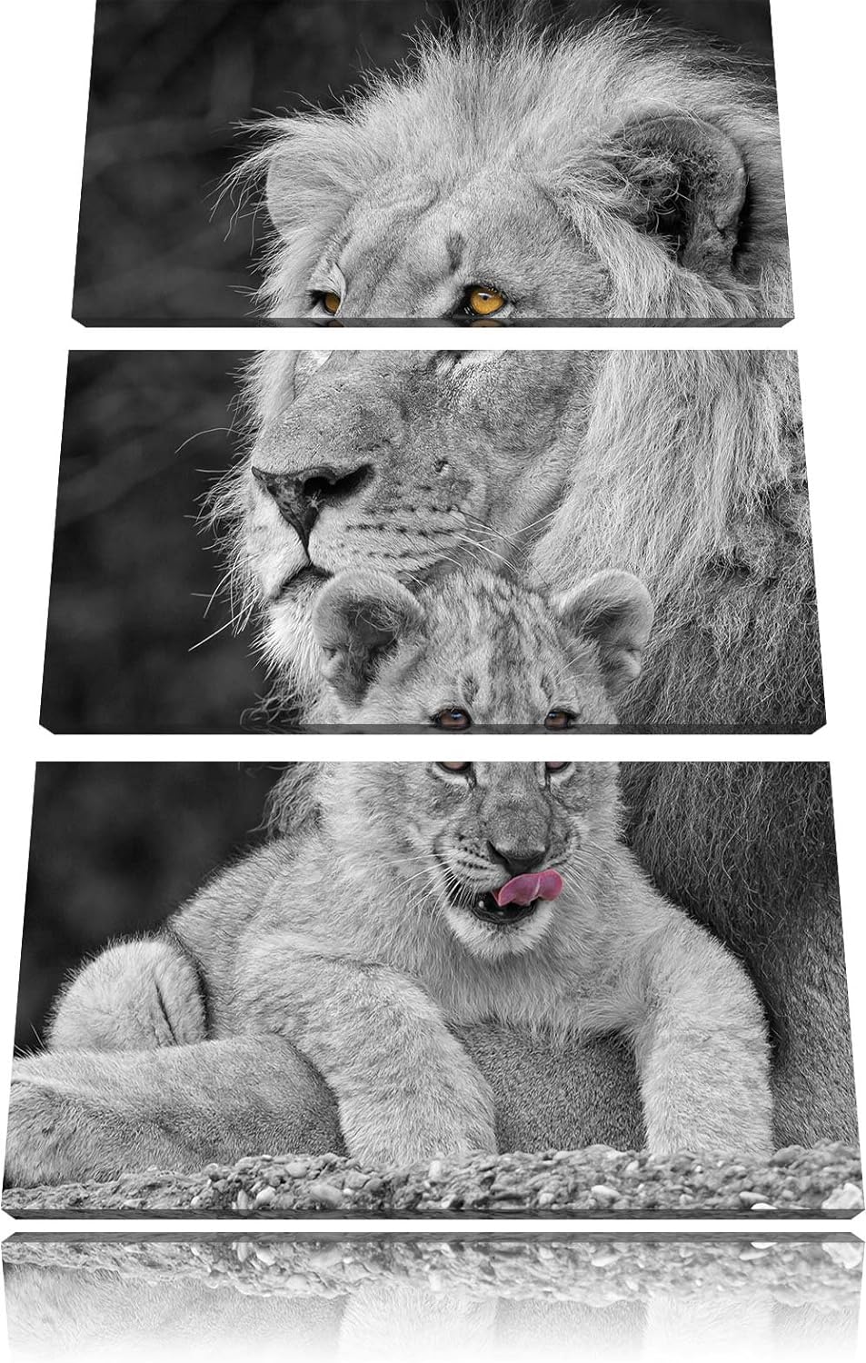 Pixxprint Löwe kuschelt mit Jungtier als Leinwandbild/Grösse: 3 Teilig (120x80) cm/Wandbild/Kunstdru