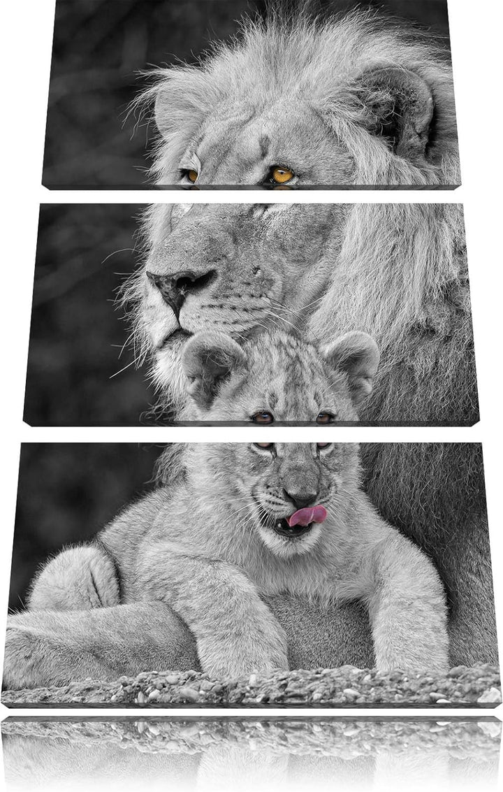 Pixxprint Löwe kuschelt mit Jungtier als Leinwandbild/Grösse: 3 Teilig (120x80) cm/Wandbild/Kunstdru