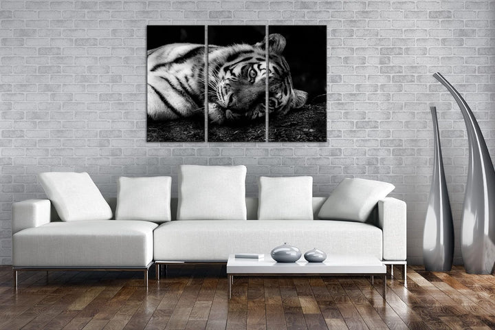 deyoli Tiger in der Ruhephase Format: 3Teilig als Leinwand, Effekt: Schwarz&Weiss, Motiv fertig gera