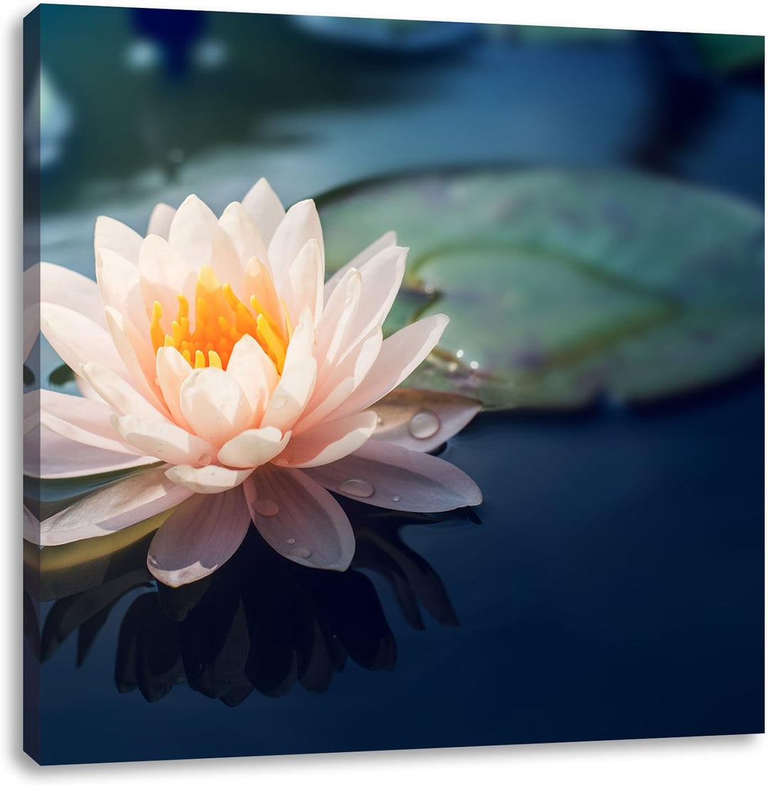 Pixxprint Eine rosa Lotusblume in Teich als Leinwandbild/Grösse: 70x70 cm/Wandbild/Kunstdruck/fertig