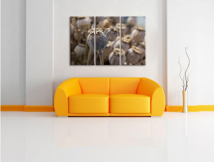 Pixxprint Mohnkapsel der Mohnblume / 3-Teilig/Gesamtmass 120cm Leinwandbild bespannt auf Holzrahmen/